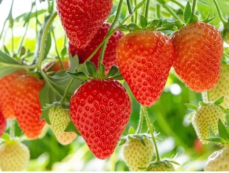 بذور الفراولة الحمراء المستورة تقريبا 200 بذرة