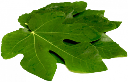 ورق التين المجفف - مزرعة قطاف رضوى