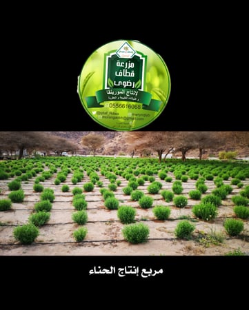 حنا عضوي منخول ناعم 10 كيلو