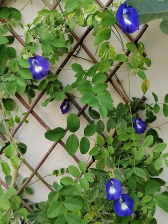 بذور الشاي الأزرق للبيع - مزرعة قطاف رضوى