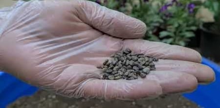 بذور الشاي الأزرق للبيع - مزرعة قطاف رضوى