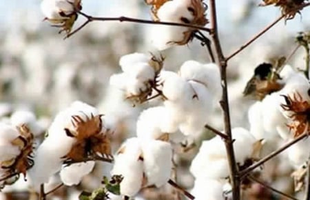 بذرة القطن - مزرعة قطاف رضوى