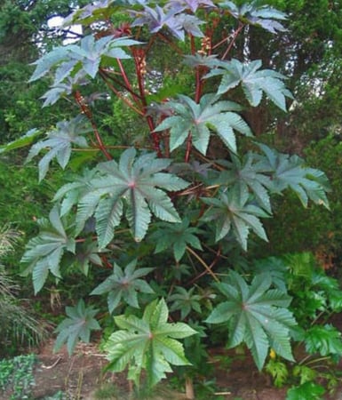 بذور الخروع للزراعة