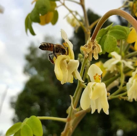 ازهار شجرة المورينجا - مزرعة قطاف رضوى