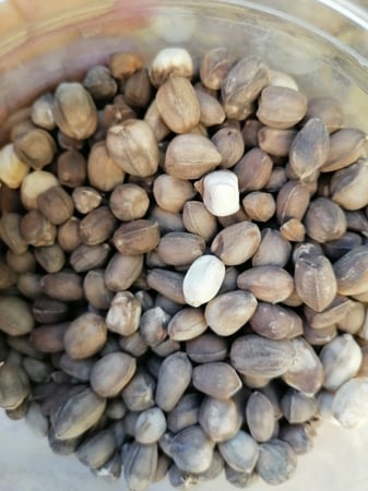 بذور شجرة اللبان - مزرعة قطاف رضوى