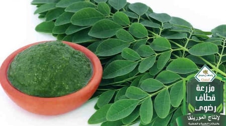 ورق شجر المورينجا - مزرعة قطاف رضوى