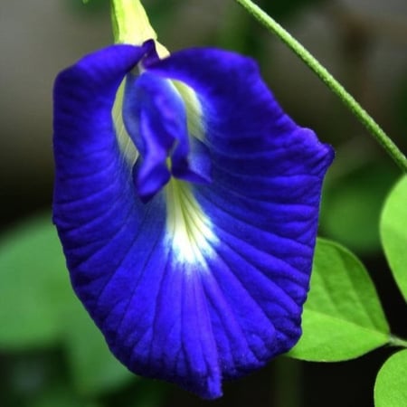 بذور الشاي الأزرق للبيع - مزرعة قطاف رضوى