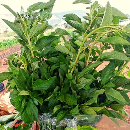 ملوخية  مطحونة 200 جرام