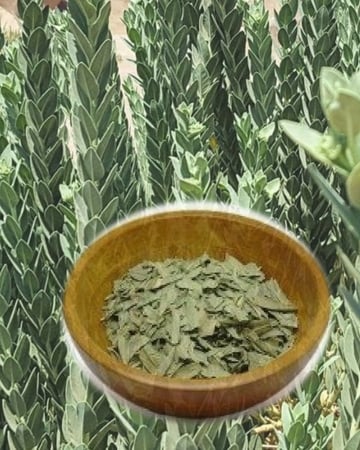 نبات حرجل - مزرعة قطاف رضوى