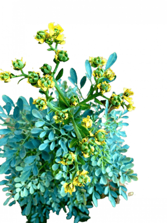 عشبة الشذاب العضوية طازج