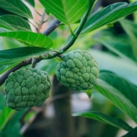 ورق قشطة عضوي