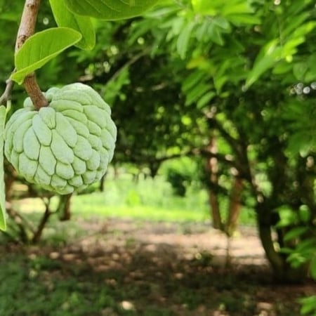 ورق قشطة عضوي