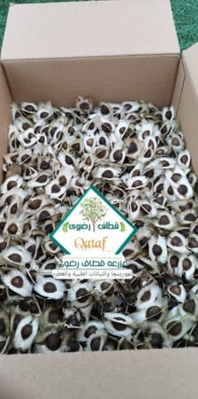 جملة بذور المورينجا للبيع الالوفيرا 1000جرام