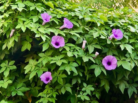 بذور متسلقة (ست الحسن) البيضاء