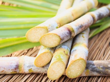 ٥ اعواد قصب السكر العضوي 35 سم