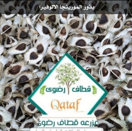 بذور المورينجا للبيع الالوفيرا 100 جرام
