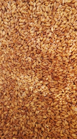 قمح بعلي عضوي  كيلو