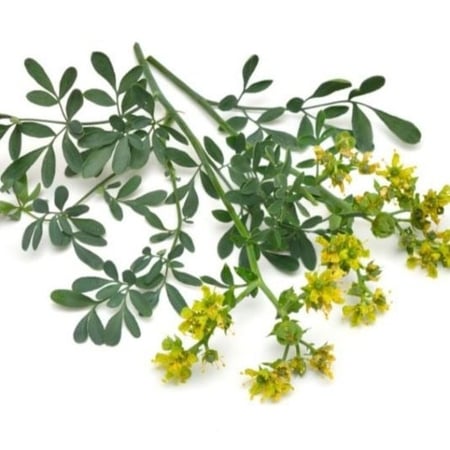 بذور الشذاب للزراعة