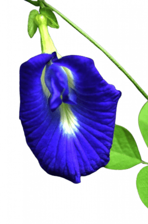 بذور الشاي الأزرق للبيع اكثر من 300 بذرة