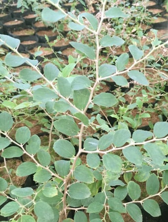 ورق سدر بلدي مجفف عضوي 100جرام