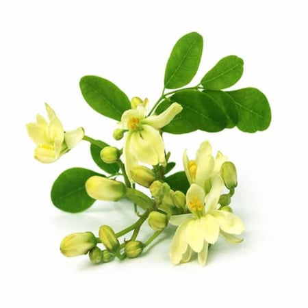 ازهار شجرة المورينجا - مزرعة قطاف رضوى