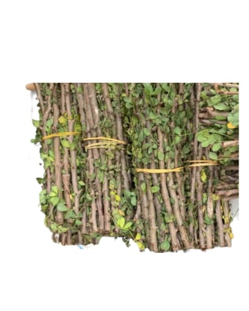 سواك البشام ربطة 200 جرام طازج