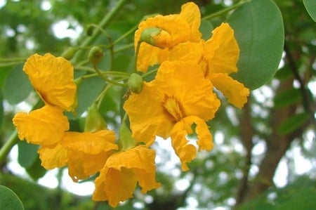 بذور الجاكرندا الصفراء