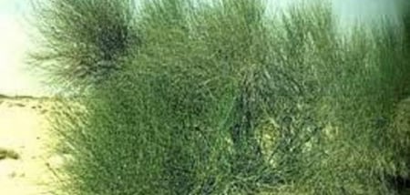 بذور  المرخ