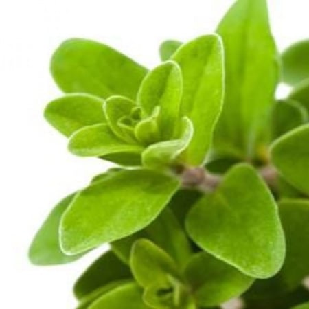 نبتة بردقوش مجفف - المرقدوش - مزرعة قطاف رضوى