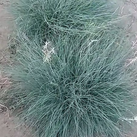 نبتة الاذخر - مزرعة قطاف رضوى