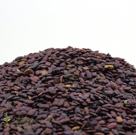 حلبة الخيل