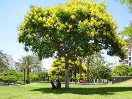 بونسيانا صفراء