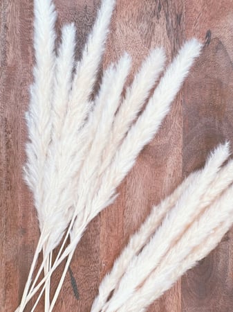 مجموعة اغصان بامباس صغير لون ابيض