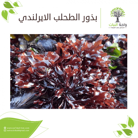 بذور الطحلب الأيرلندي