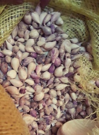 ثوم ذكر يمني درجة اولى