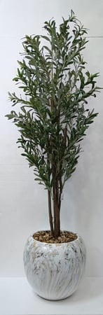 شجرة زيتون مع مركن اصيص الارتفاع 190سم العرض 50