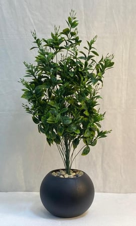 شجرة شتلة مع مركن اصيص ارتفاع 85 سم  العرض 30 سم