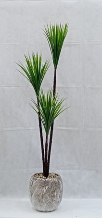 شجرة صبار مع مركن سيراميك ارتفاع 150سم العرض 35 سم