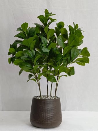 شجرة مانغوليه مع حوض بلاستيك ارتفاع 70 سم العرض 30 سم