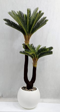 شجرة نخلة السايكس مع مركن اصيص الارتفاع 160 سم العرض 60 سم