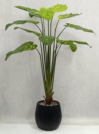 شجر مع مركن اصيص ارتفاع 140 سم العرض 70 سم