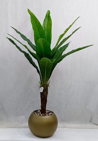 شجرة ذرة مع مركن اصيص الارتفاع 135 سم العرض 60 سم