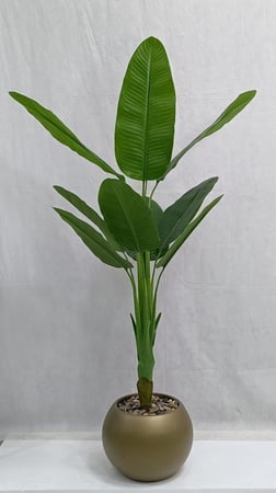 شجرة موز مع مركن اصيص ارتفاع 155 سم العرض 70 سم