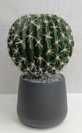 شجرة كورة صنوبر مع حوض بلاستيك الارتفاع 55  سم العرض 30 سم