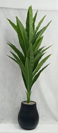 شجرة موز مع مركن اصيص الارتفاع 2 متر العرض 60 سم