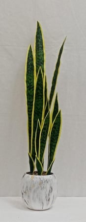 شجرة تايقر مع مركن سيراميك الطول 90 سم العرض 20 سم