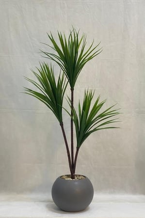 شجرة الصبار مع مركن اصيص الارتفاع 105 سم العرض 40 سم