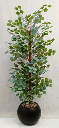 شجرة الكافور مع مركن اصيص ارتفاع 160 سم العرض 45 سم