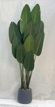 شجرة موز  مع حوض بلاستيك ارتفاع 210  سم  العرض 65 سم