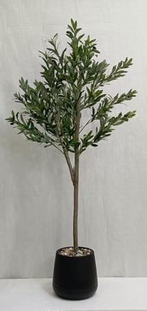 شجرة زيتون مع حوض بلاستيك ارتفاع 150 سم العرض 60 سم